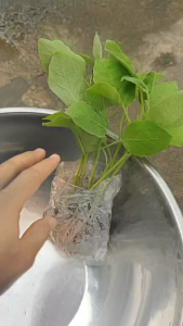 ต้นกล้ามะเขือเปราะ ศรแดง ชุดละ100 ต้น ต้นแข็งแรง รากเดินดี ต้นสวย พร้อมปลูก ดูแลง่ายทนแล้ง เก็บเกี่ยวได้นานถึง 2 ปี