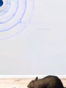 การฉีดแว่นเครื่องไล่หนูที่ไม่มีหนู 2024 เทคนิคไล่หนูใหม่ เพื่อให้ความพึงพอใจของคนที่ต้องการการฉีดและการเปลี่ยนแปลงความถี่อัจฉริยะของเครื่องไล่หนู