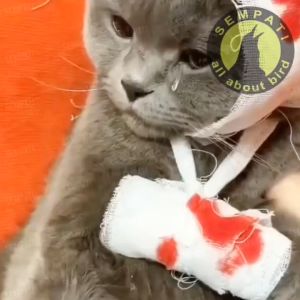 SEMPATI Fungiluk 10 Gr Merek Sempati Cream Krim Salep Luka Luar Basah Kulit Kucing Anjing Cat Kitten Adult Anabul Hamster Marmut Obat Scabies Gatal Iritasi Jamur