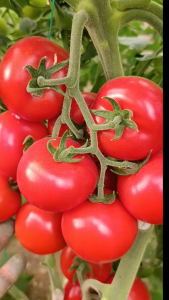 Benih Bibit Tomat Unggul Repacking Sekitar 50 Butir Kemasan Almunium Foil