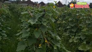 Benih Mentimun CITRA BABY F1: Benih Berkualitas & Tahan Virus