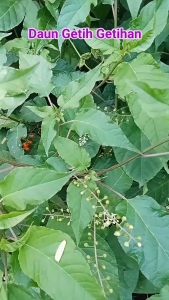 Daun Getih Getihan Segar / Obat Herbal Daun Getih Getihan Segar Kaya Manfaat