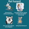 🚅SG stock💨 Rat repellent gel / Plant safety peppermint rat repellent cream / Home Kitchen Toilet Car Mouse repellent gel 老鼠克星. 