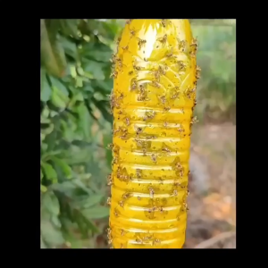 🐝1ครั้งฆ่าแมลงวันสีทอง100000ตัว🐝สเปรย์ล่อแมลงวันทอง เมทิลยูจินอลน้ํายา แมลงวันผลไม้ สารล่อแมลงวันทอง ยาฆ่าแมลงวันทอง  สำหรับดักแมลงวันทอง แมลงศัตรูพืช​ต่างๆ