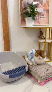 TOTO Cat Litter Variant 5L