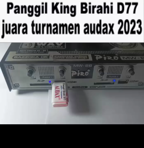 KING BIRAHI D77 JUARA TURNAMEN AUDAX JAMINAN ASLI 100% ORIGINAL GARANSI RESMI 1TAHUN