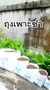 ถุงเพาะชำสีขาว ขนาด 5x11 นิ้ว จำนวน 5 กก. เจาะรู