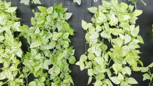 (2Pak) Hiasan Rumput Gantung Daun Ivy Buatan/Plastik