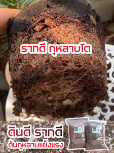 Rosy ดินกุหลาบ ผสมขุยมะพร้าว มูลไส้เดือน แกลบหมักอินทรีย์ หมักกับน้ำหมักชีวภาพจากปลา
