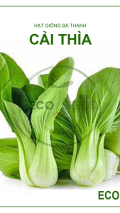 [EcoSeeds] Combo 2 Gói Hạt Giống Cải Thìa Xanh (Cải Chíp) - Giống Phú Quý Chịu Nhiệt - Gói 20g
