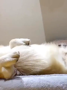 Tisu Basah Kucing Anjing - Sarung Tangan Pet Grooming - Sarung Tangan Mandi Kucing Tanpa Air Tanpa Bilas