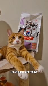 [Bundle Of 2] Hills Science Diet Kitten Sensitive Stomach & Skin Salmon & Brown Rice Recipe Dry Cat Food 1.58kg