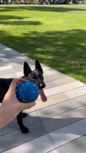 7.5cm Pet Toy Ball High Elasticity Solid Float Ball Etpu Bite Resistant Dog Toy For Small Large Dogs Non Squeak Interactive Ball