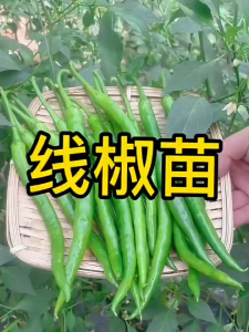 500seeds/pack High Yielding Red and Green Long Chilli Seeds for Planting - A693