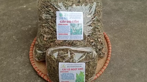1kg cây dạ cẩm sấy khô hữu cơ TẶNG 100G CỎ NGỌT