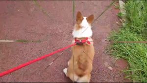 Pet Harness Dog And Cat Tali Dada Anjing dan Kucing Tambang Uk.XL