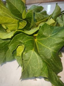 jual daun jarak segar 300 gram