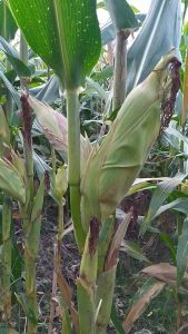 NK Sumo/NK 7328/NK Sumo 1kg/Benih Jagung NK 7328 NK SUMO Benih Jagung Super Kemasan 1 Kg