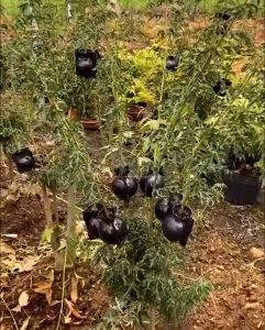 Buy1 Take1 Today: Plant Rooting Device & High Pressure Propagation Ball