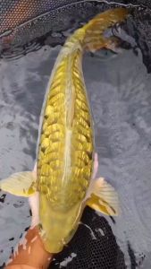 Pakan Khusus Pembesaran Punuk Ikan Koi Bulkie Shori Makanan Koi Import Vietnam Pelet 5mm