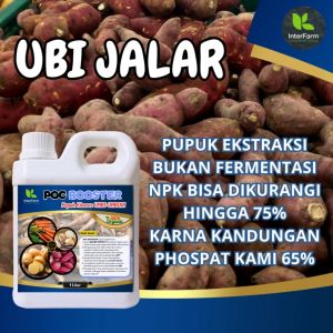 Pupuk pelebat buah ubi jalar: Pupuk tanaman ubi jalar dan Pupuk cair organik untuk ubi jalar INTERFARM