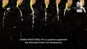Rhizotonic CANNA | สารกระตุ้นราก & ลดความเครียด | ตัวเสริมพืชอินทรีย์เพื่อรากแข็งแรง