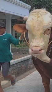 Kaos SAPI BALAP New Simental Pesona Lembu Tshirt Peternak Milenial Indonesia