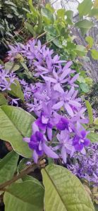 พวงคราม ออสเตรเลีย​ กิ่งชำ ขนาดต้น 50​ซม.