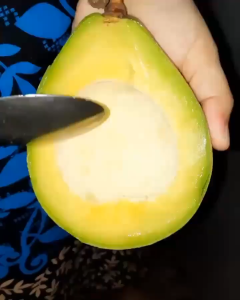 Bibit Alpukat Mentega Jumbo - Bibit Alpukat Mentega Super Hasil Okulasi