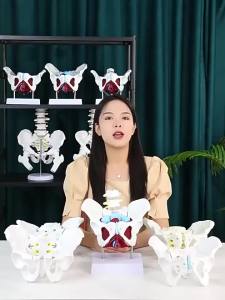 Theratools | Mô Hình Xương Chậu Nữ Cấu Trúc Giải Phẫu Các Cơ Quan Sinh Sản Hiển Thị Cơ Sàn Chậu Hỗ Trợ Giảng Dạy Phục Hồi Chức Năng Sau Sinh