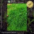 Jual Benih Rumput Jepang 100Gram - Benih Rumput Jepang 100G Diskon 10%. 