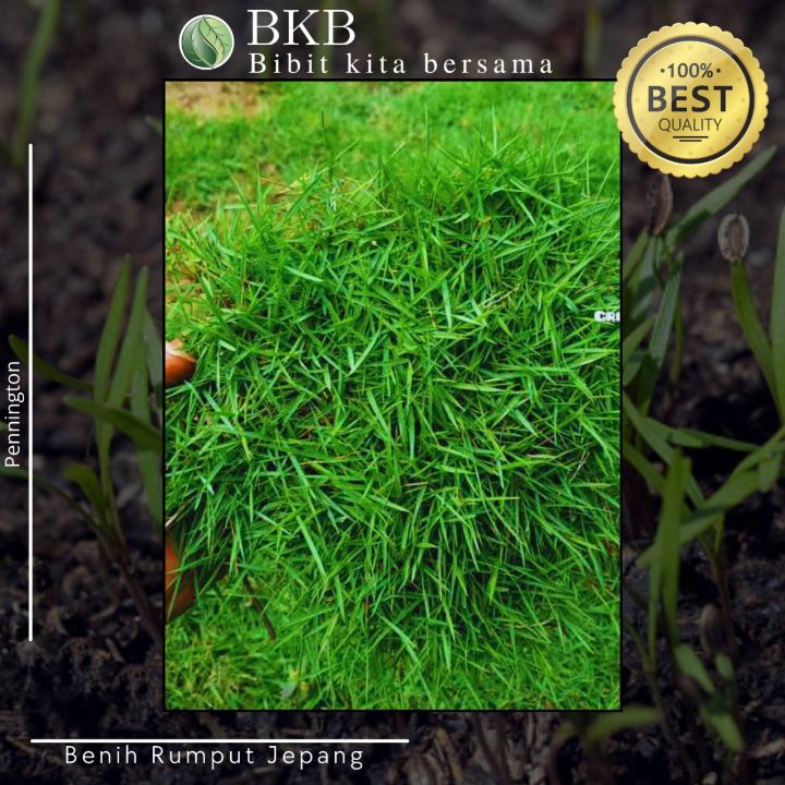 Jual%20Benih%20Rumput%20Jepang%20100Gram%20-%20Benih%20Rumput%20Jepang%20100G%20Diskon%2010%25%20-%20Image%205