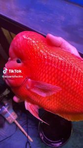 TAIWAN AQUA MASTER 100% ORIGINAL CICHLID FOOD COLOR ENHANCER/ FLOWERHORN -- 500G (M) 统一慈鲷/罗汉/增色/色杨/快速起色