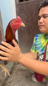 Red Viper Super B12 10000MCG Folic Acid Super Bitamina Oral Drops For Gamefowl Rooster
