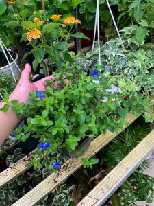 Hoa thanh tú cây giống đã ra hoa cây cảnh trang trí sân vườn nở hoa quanh năm vườn của an