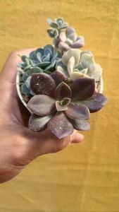 ต้นไม้อวบน้ำ กุหลาบหิน รวมสายพันธุ์ กระถาง 10 ชุด สำหรับกับน้ำ ของคุณ รูปแบบกระถาง #succulent #กุหลาบหิน