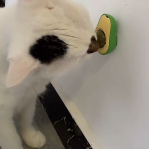 Rotating Catnip Ball Snack Anti Stress Untuk Kucing Bentuk Alpukat