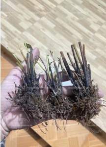 Dương xỉ khổng tước trồng để bàn
