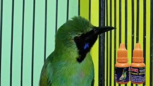 Hyper Vitamin Nektar Pemakan Pisang Vitamin Burung Trucuk Cucak Ijo Jalak Peci Dll