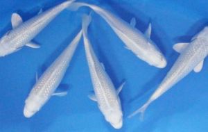 Platinum Koi/Ornamental fish/Freshwater/Readystock
