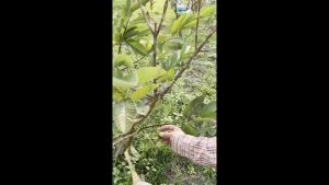 COD (100ใบ )ถุงห่อผลไม้ กระดาษห่อฝรั่ง ขนาด20X30 มีประมาณ 100 แผ่น ถุงห่อฝรั่ง ถุงห่อมะม่วง คาร์บอนขนาด เหนียว กันเเดด กันฝน กันแมลงและนก แข็งแรงทนทาน ได้เป็นอย่างดี