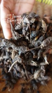 Umbi Rumput Teki Kering 50gr Asli dan Bersih