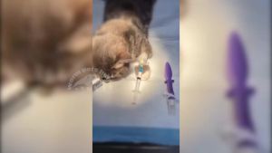 Cat Blind Intubation Tube  Soft V-Gel Supraglottic Airway ET Tube Device for Cats Veterinary Tools