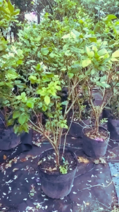 Cây Nguyệt Quế  Size cao khoảng 70 đến 80cm phong thủy hợp mệnh Kim và Thủy trang trí nội thất nhà cửa sân vườn