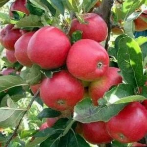 bisa cod bibit tanaman buah apel Fuji merah asli okulasi/cangkok siap berbuah