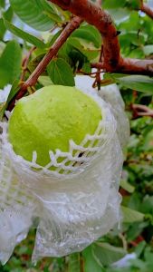 [ 1Kg ] TÚI XỐP BỌC VÚ SỮA HOÀNG KIM ỔI NỮ HOÀNG CÁC LOẠI ỔI ĐẦY ĐỦ XỐPTHUNBÌ