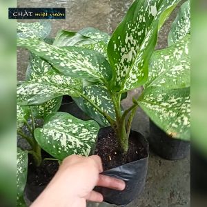 Cây Vạn Niên Thanh - Môn trường sinh đốm giống (cao 20-35cm)