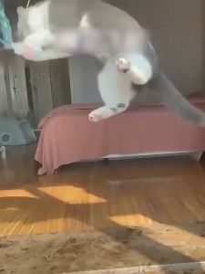 Interactive Cats Toy Elastic Scratch Rope Faux Feather Retractable Door Hanging Kitten Funny Self-hey Toys Pets Teaser