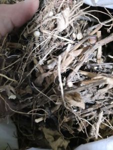 พันงูเขียวตากแห้ง