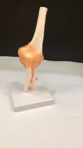 Mô hình giải phẫu khớp khuỷu taychất liệu nhựa PVC